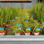 Ostrica oshimská (Carex oshimensis) ‘Evergold’ - kont. C1,5L